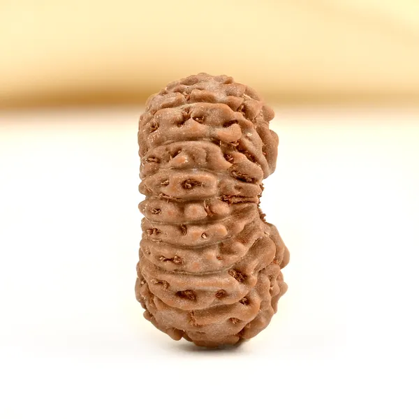 19_Mukhi_From_Java_Indonesia_Small_Cci