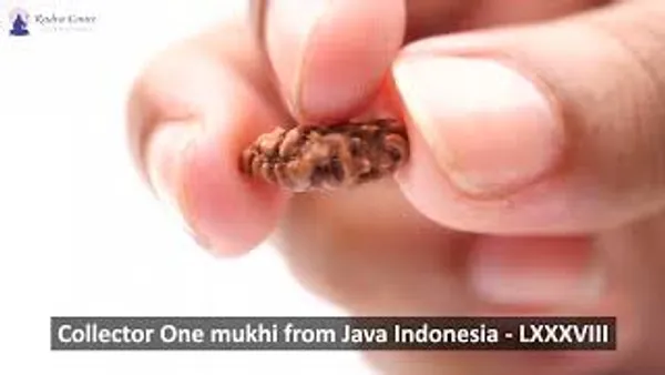 1_Mukhi_From_Java_Indonesia_Large_Liii