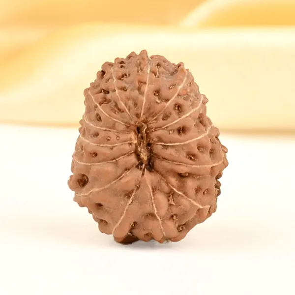 14_Mukhi_From_Java_Indonesia_Small_Cdxxi