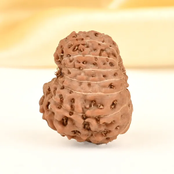 14_Mukhi_From_Java_Indonesia_Small_Cdxxi