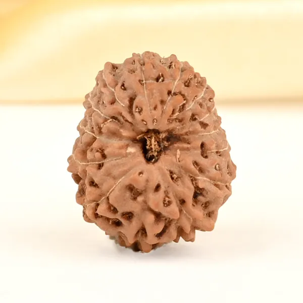 14_Mukhi_From_Java_Indonesia_Small_Cdxxi