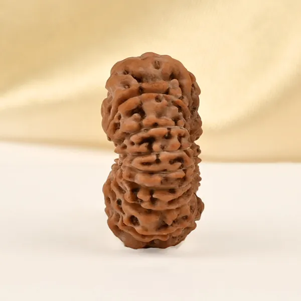 15_Mukhi_From_Java_Indonesia_Small_Cclxxxii