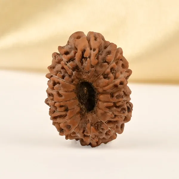 15_Mukhi_From_Java_Indonesia_Small_Cclxxxii