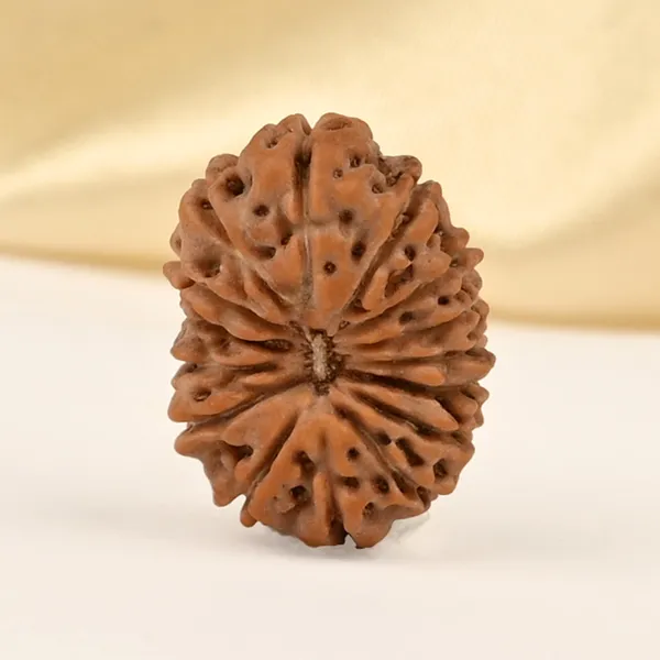 15_Mukhi_From_Java_Indonesia_Small_Cclxxxii