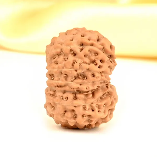 14_Mukhi_From_Java_Indonesia_Small_Cdxxxi