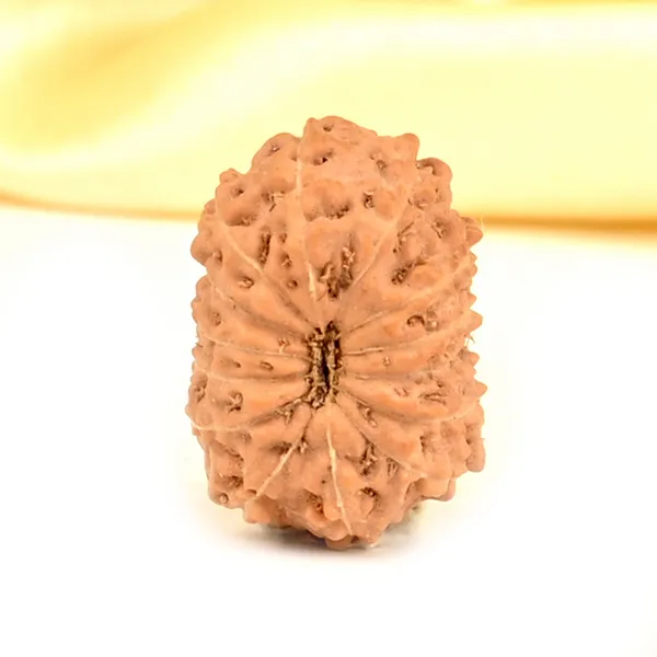 14_Mukhi_From_Java_Indonesia_Small_Cdxxxi