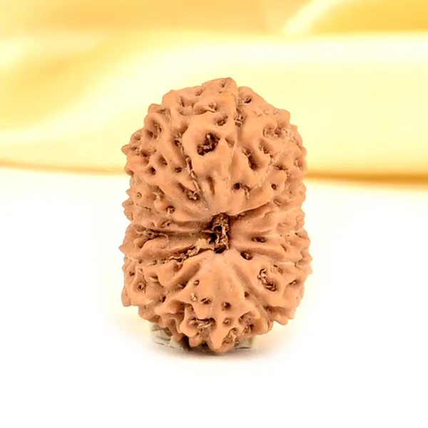 14_Mukhi_From_Java_Indonesia_Small_Cdxxxi