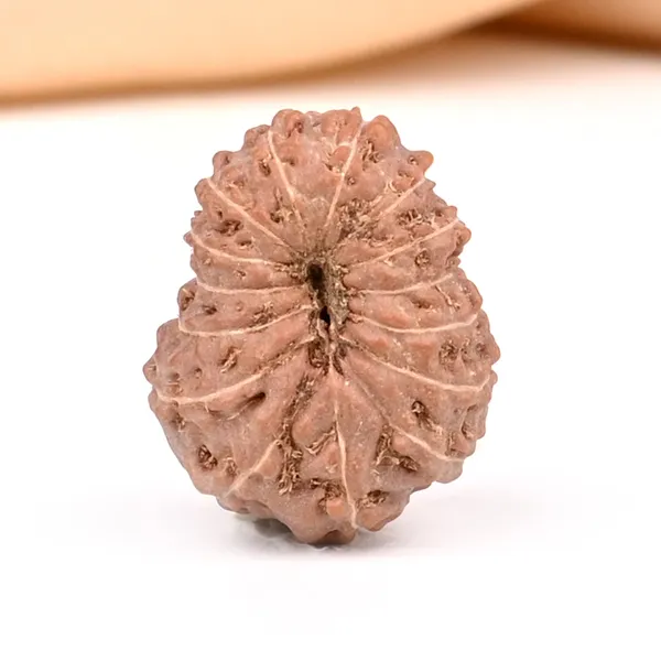 15_Mukhi_From_Java_Indonesia_Small_Ccxxxi
