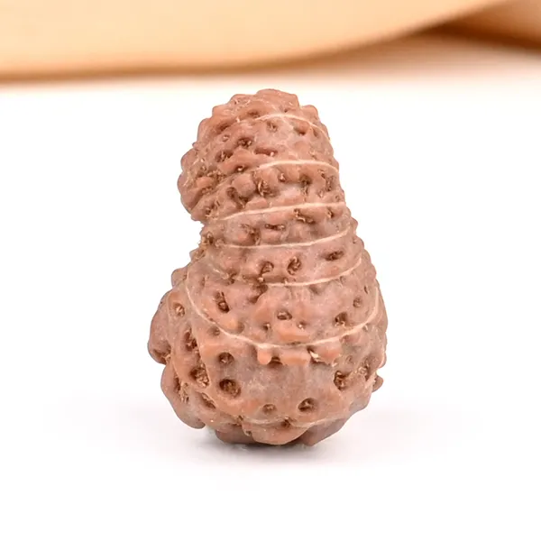 15_Mukhi_From_Java_Indonesia_Small_Ccxxxi