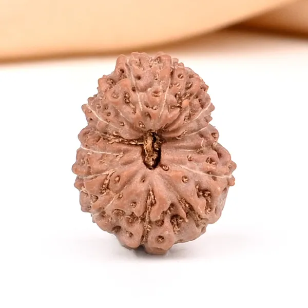 15_Mukhi_From_Java_Indonesia_Small_Ccxxxi