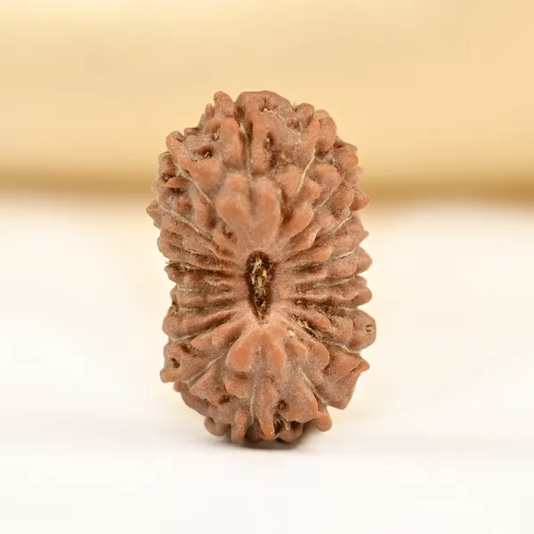 Techpandit_18_Mukhi_Rudraksha_Bead_Indonesia