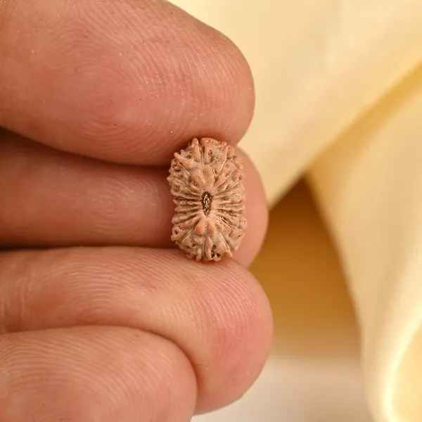 Techpandit_18_Mukhi_Rudraksha_Bead_Indonesia