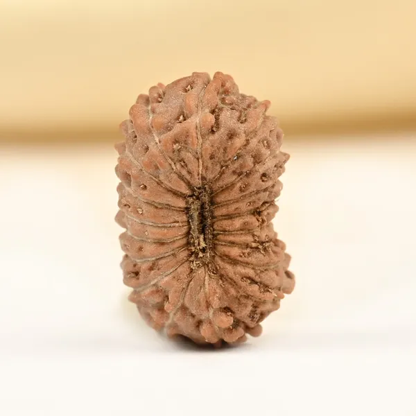 Techpandit_18_Mukhi_Rudraksha_Bead_Indonesia