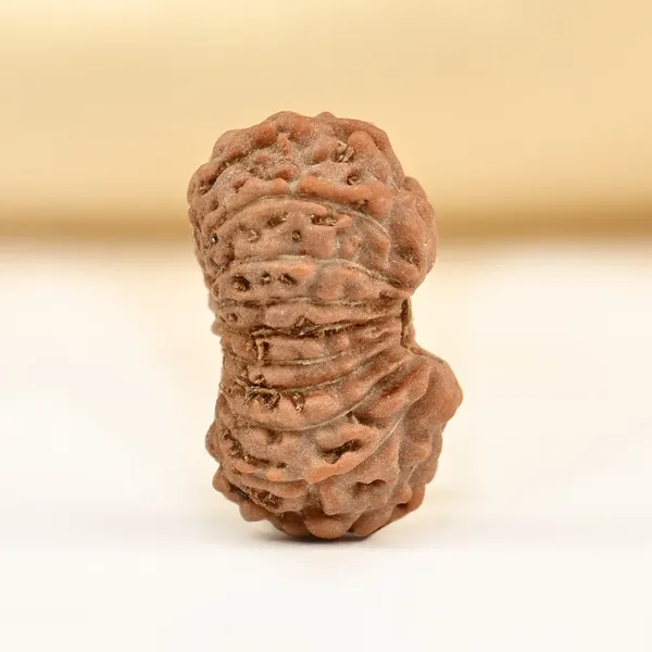 Techpandit_18_Mukhi_Rudraksha_Bead_Indonesia