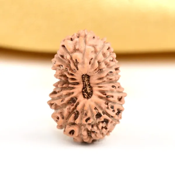 20_Mukhi_From_Java_Indonesia_Civ