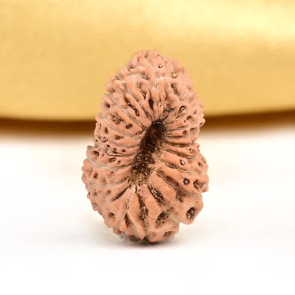20_Mukhi_From_Java_Indonesia_Civ