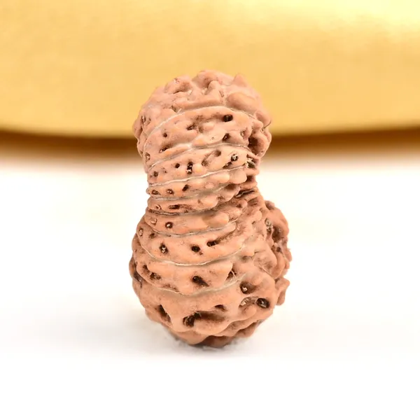 20_Mukhi_From_Java_Indonesia_Civ