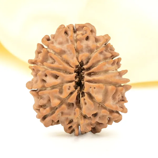 Techpandit_11_Mukhi_Nepali_Rudraksha_Bead_Brown