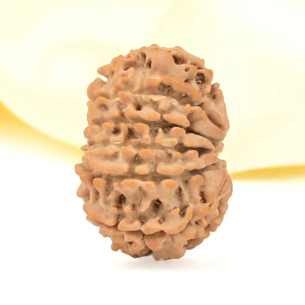 Techpandit_11_Mukhi_Nepali_Rudraksha_Bead_Brown