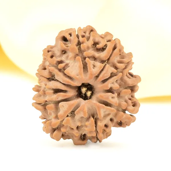 Techpandit_11_Mukhi_Nepali_Rudraksha_Bead_Brown