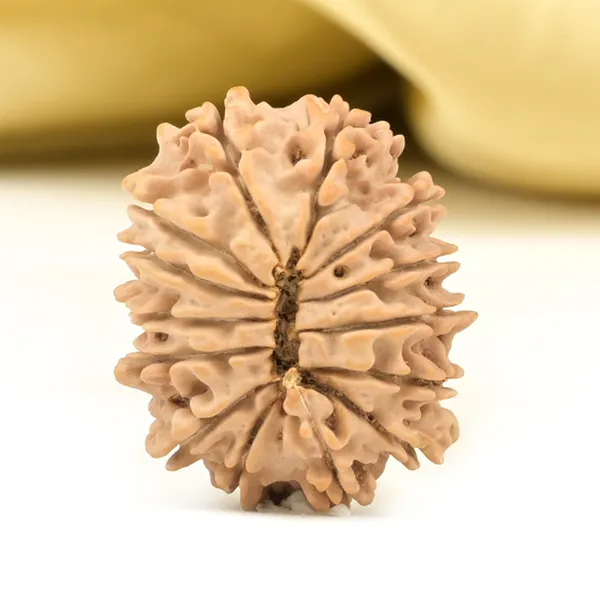 14_Mukhi_From_Nepal_Small_Cclii