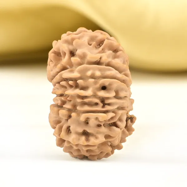 14_Mukhi_From_Nepal_Small_Cclii