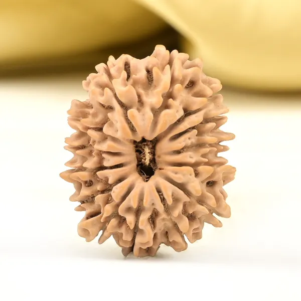 14_Mukhi_From_Nepal_Small_Cclii
