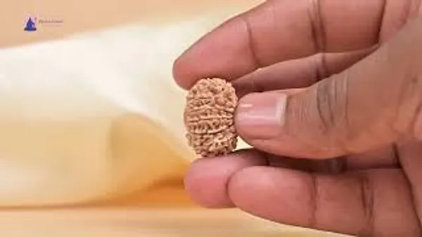 14_Mukhi_From_Nepal_Small_Cclii