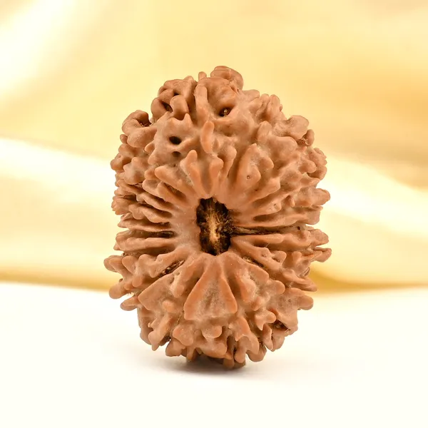 Techpandit_17_Mukhi_Rudraksha_Bead_From_Nepal