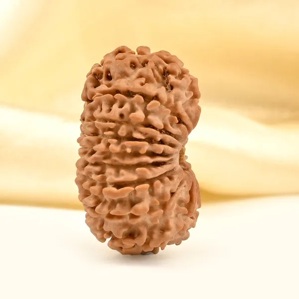 Techpandit_17_Mukhi_Rudraksha_Bead_From_Nepal