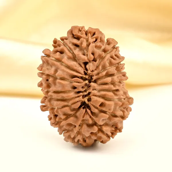 Techpandit_17_Mukhi_Rudraksha_Bead_From_Nepal