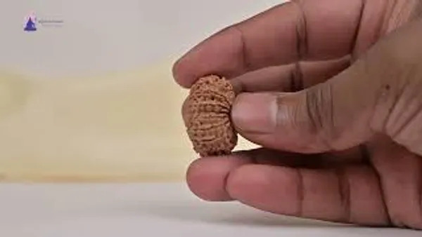 Techpandit_17_Mukhi_Rudraksha_Bead_From_Nepal