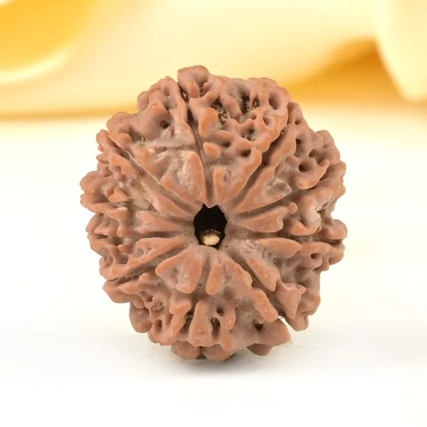 10_Mukhi_From_Nepal_Small_Cccxcv