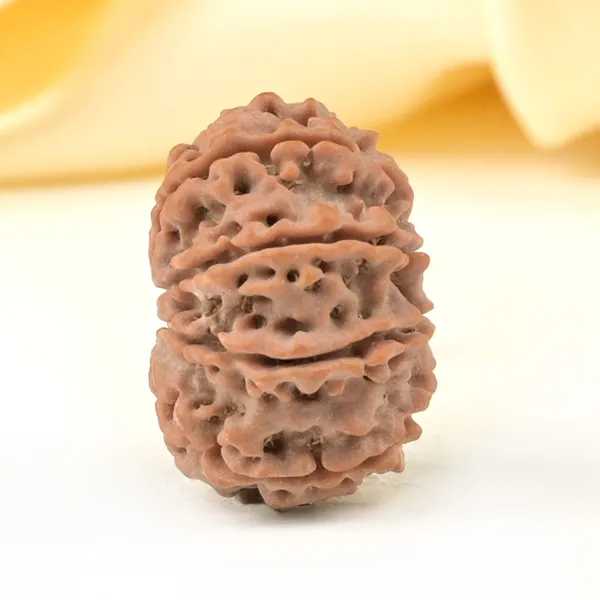 10_Mukhi_From_Nepal_Small_Cccxcv