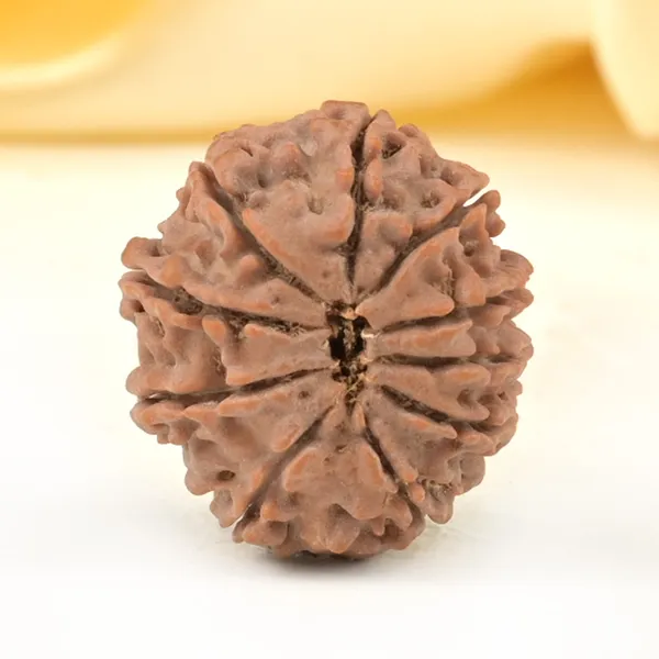 10_Mukhi_From_Nepal_Small_Cccxcv