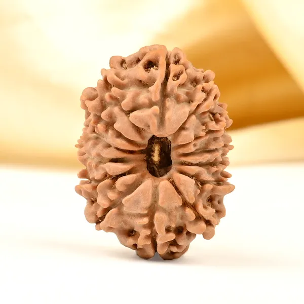 14_Mukhi_From_Nepal_Tiny_Lvii