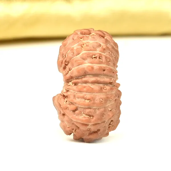 Techpandit_19_Mukhi_Rudraksha_Bead_Indonesia