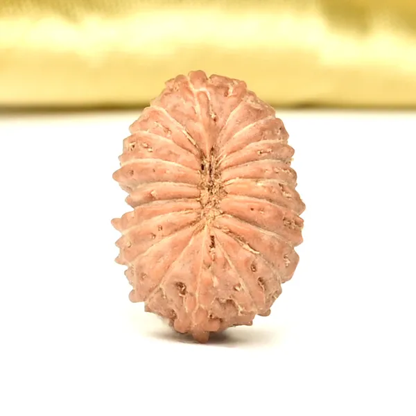 Techpandit_19_Mukhi_Rudraksha_Bead_Indonesia