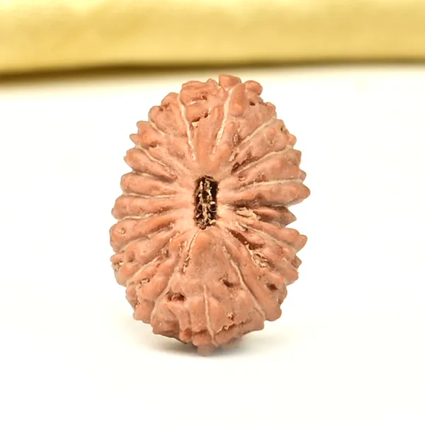 Techpandit_19_Mukhi_Rudraksha_Bead_Indonesia