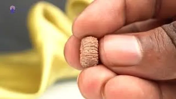 Techpandit_19_Mukhi_Rudraksha_Bead_Indonesia