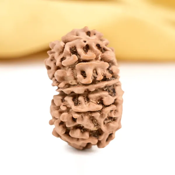 14_Mukhi_From_Nepal_Tiny_Xii