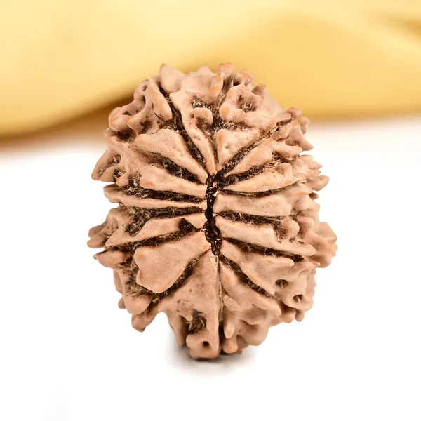 14_Mukhi_From_Nepal_Tiny_Xii