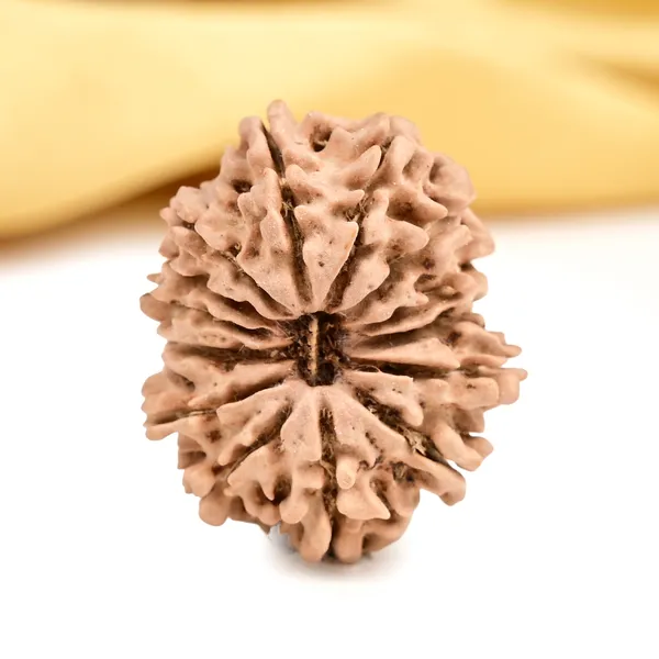 14_Mukhi_From_Nepal_Tiny_Xii
