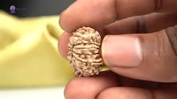 14_Mukhi_From_Nepal_Tiny_Xii