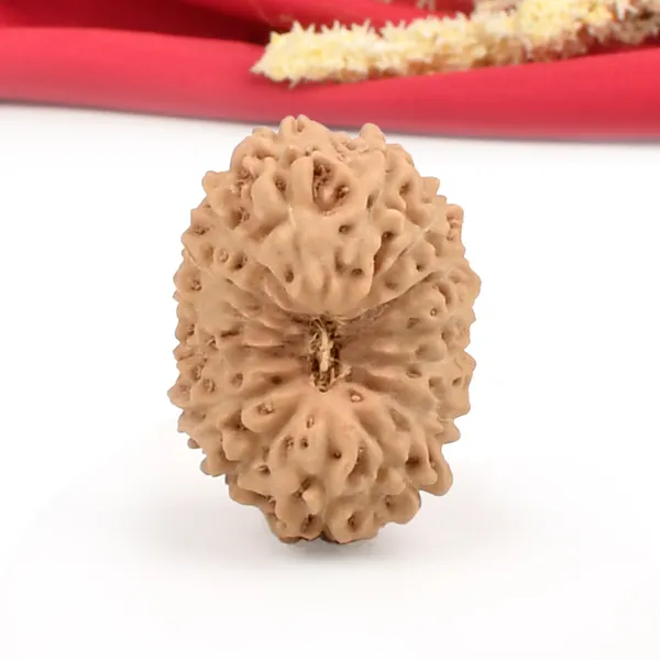 15_Mukhi_From_Java_Indonesia_Cliv