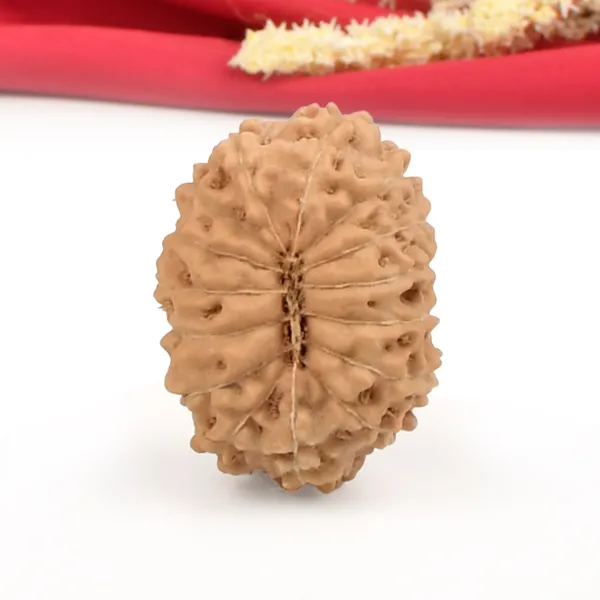 15_Mukhi_From_Java_Indonesia_Cliv
