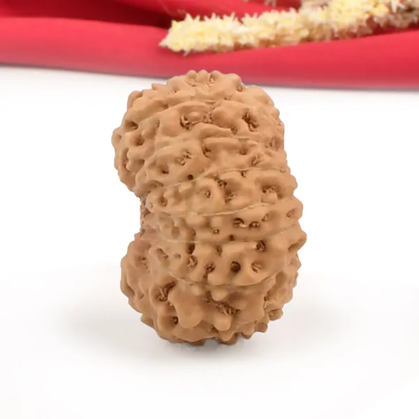 15_Mukhi_From_Java_Indonesia_Cliv