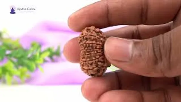 14_Mukhi_From_Nepal_Large_Lxxxv