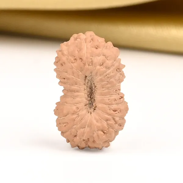 19_Mukhi_From_Java_Indonesia_Small_Clv