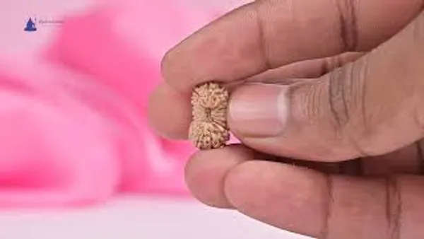 19_Mukhi_From_Java_Indonesia_Cxxvi